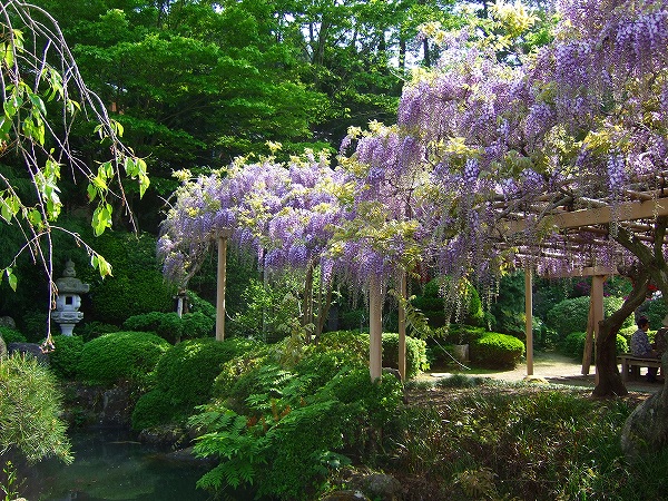 金蛇神社の藤の花