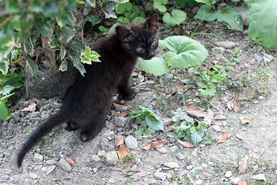 我が家のニャンコ♪2016/07/28-3