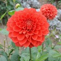 ダリア（レッドベル）.jpg