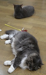 5DA_6385-17.jpg
