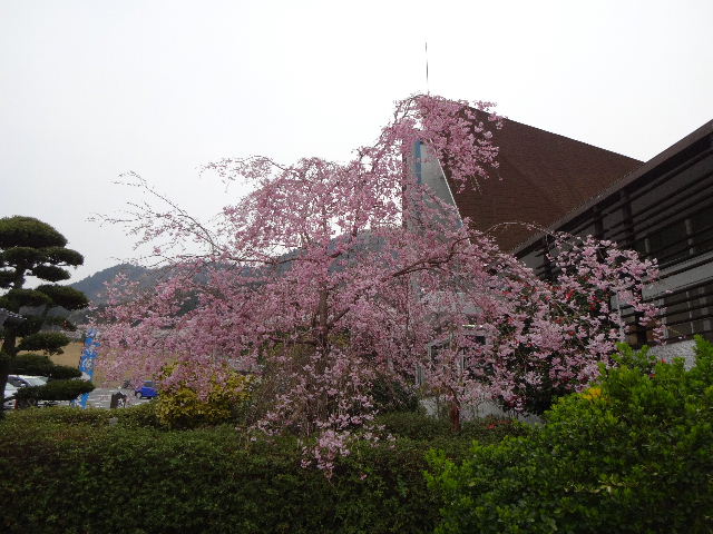 鶴見岳桜3