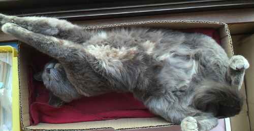 20140225野良猫にあるまじき姿.jpg