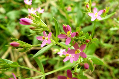 ハナハマセンブリ（花浜千振）