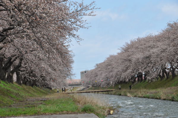 桜