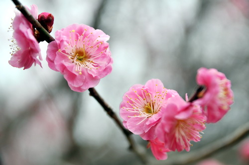 koshigaya_ume08.jpg