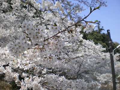 IMGP5961 (400x300).jpg