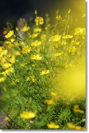 キバナコスモス-2 13.9.18