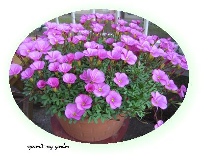 ｵｷｻﾞﾘｽ 桃の輝き.JPG