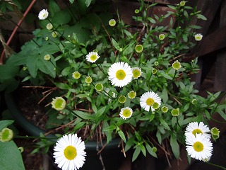 DSC00828.jpg