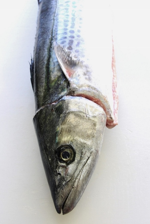 サワラ.jpg