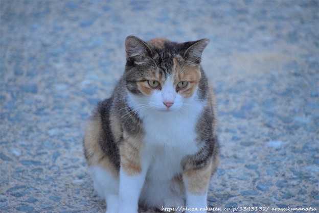 ということで朝焼け写真で その5 （猫のお話 その10） | 今日の予定 - 楽天ブログ