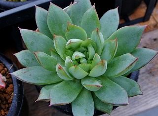 DSC_4090.jpg