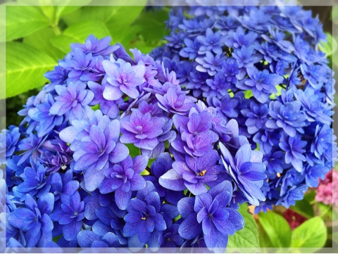 横浜イングリッシュガーデンの紫陽花