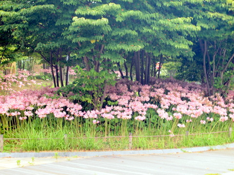 昨年の有馬のナツズイセン風景