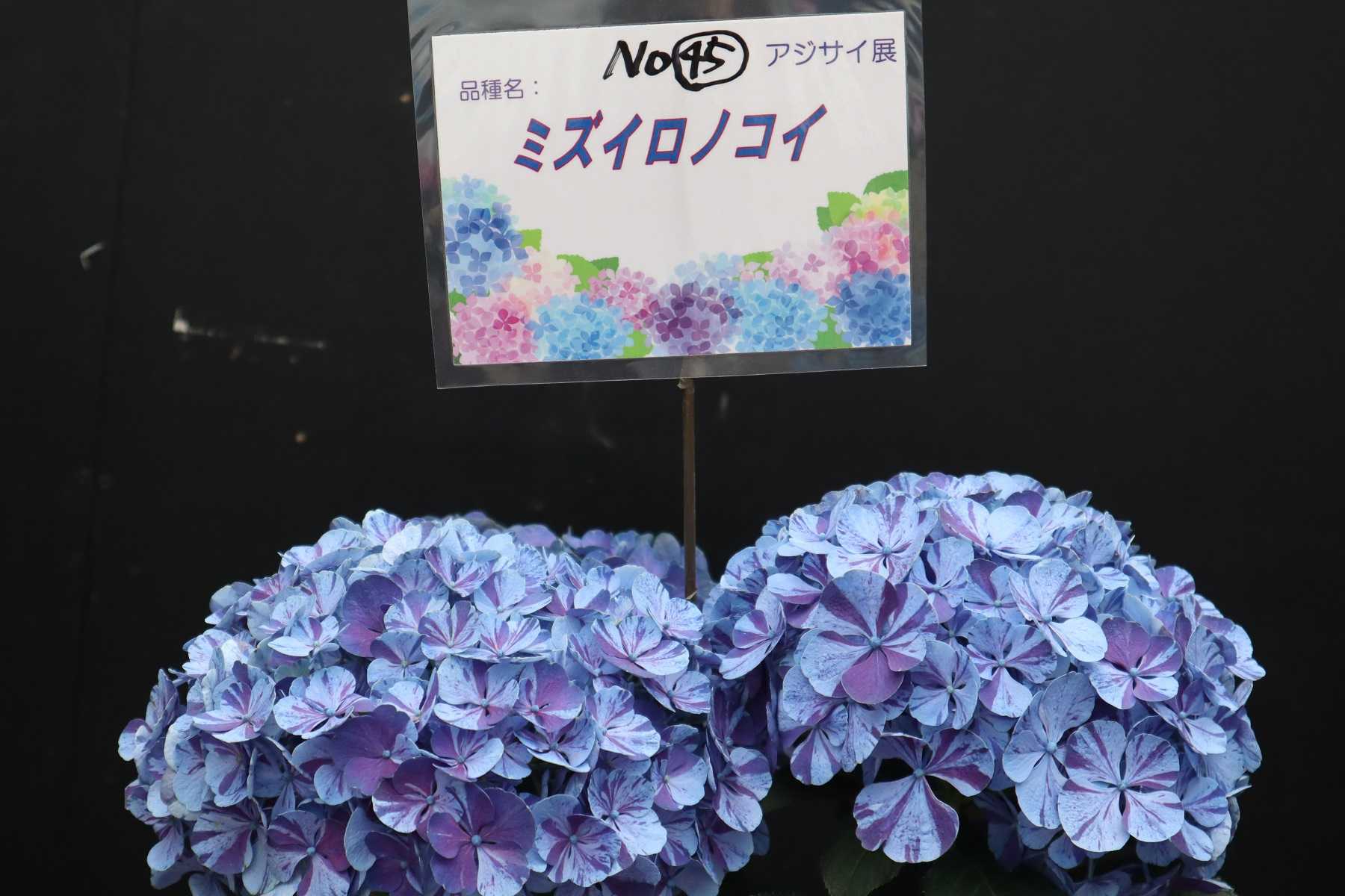 5 15とちぎ花センターのあじさい展 すわんの気ままなdiary 楽天ブログ