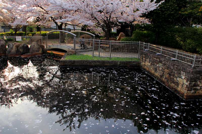 花筏_6.jpg