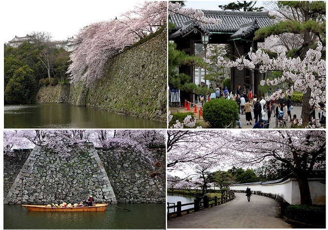 姫路城と桜ー３.jpg