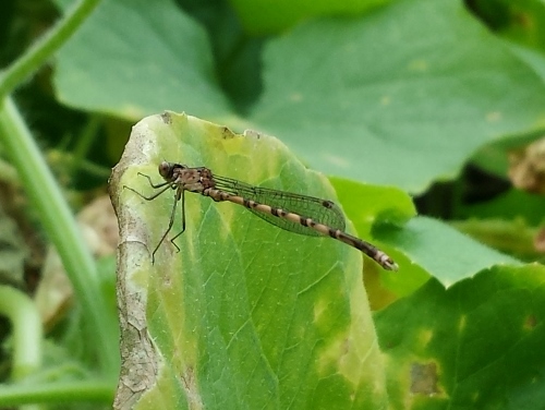 20150913_100443 (500x376).jpg