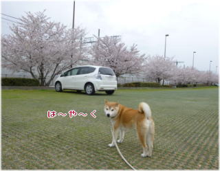 中央公園桜5.jpg
