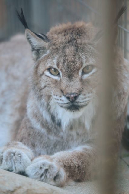 猫科万歳 思った以上にたくさんの種がいる 一番多いのはヤマネコの仲間らしいけど 私設見逃してもいい動物園 楽天ブログ