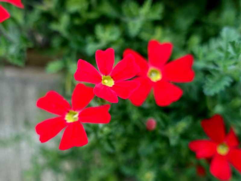 12月11日 今日の一花 サンブリテニア スカーレット Gazengamaのブログ 散歩中に出合った花と趣味の陶芸作品 楽天ブログ