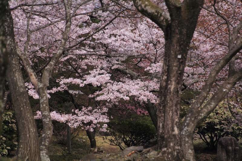 亀山公園_002サクラ.jpg
