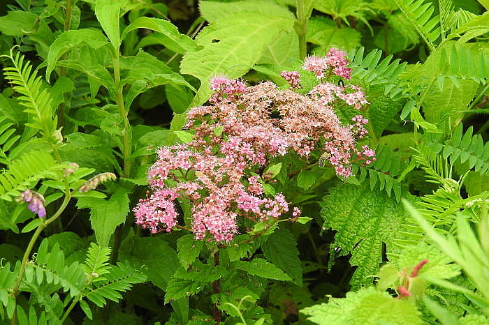 0162DSCN5024.JPG