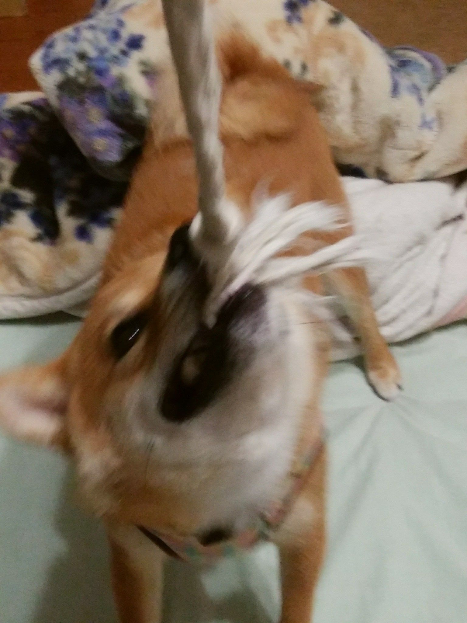 はじめて窓ガラス割る カムカムみるる 楽天ブログ