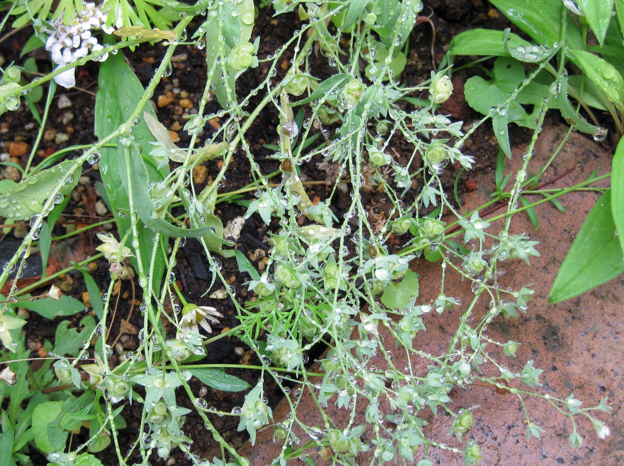 直播をしよう こぼれダネで増える植物 たねをまく日々 楽天ブログ