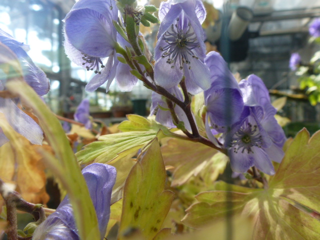 ヤマトリカブト ツツサンゴバナ コキア モリアザミ他 薬用植物園にて 写真あり 私の好きな花 楽天ブログ