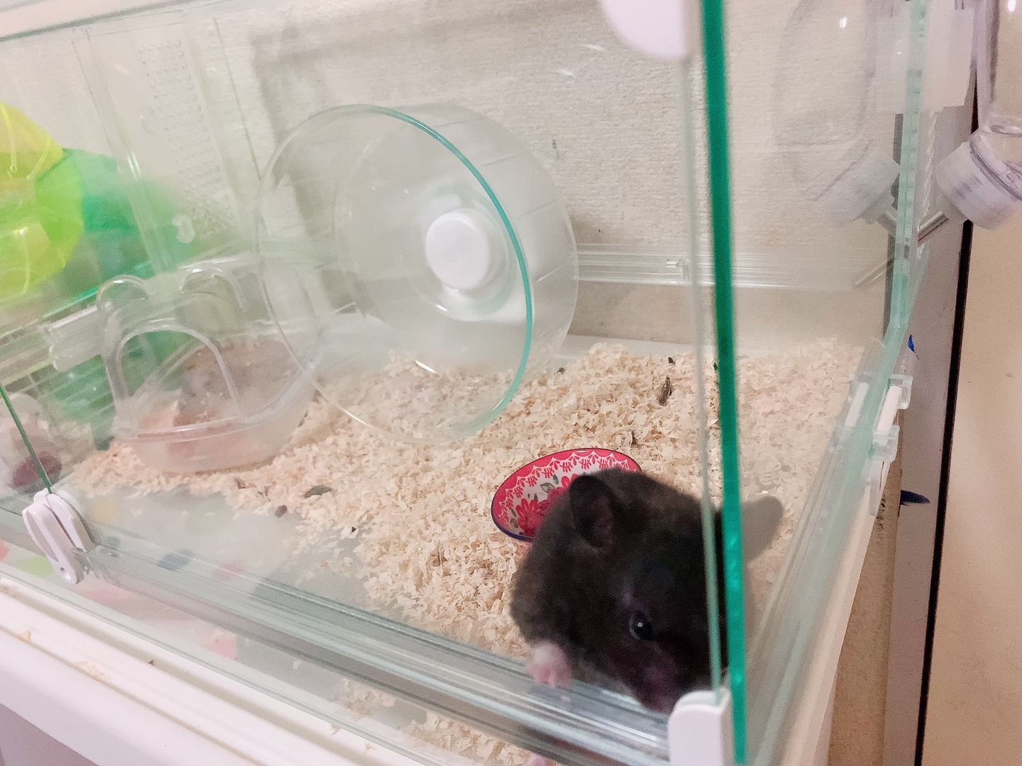 10 クロクマハムスターむぅ Hamuu Blog 楽天ブログ