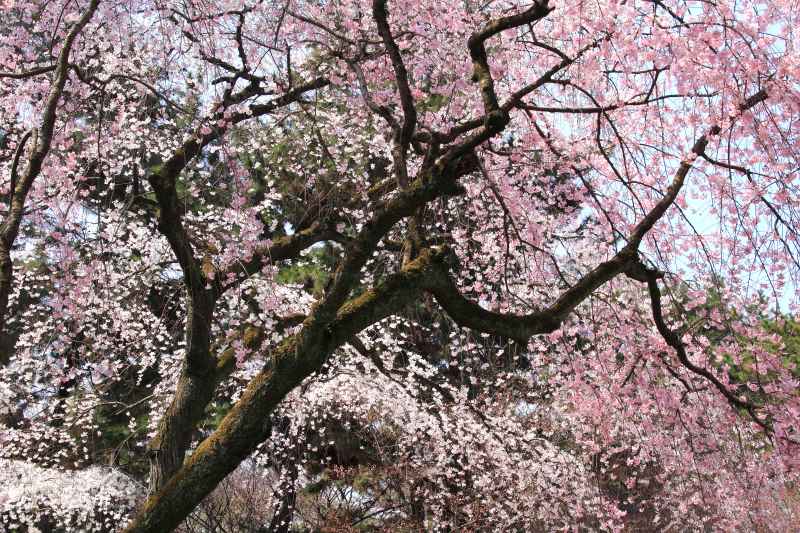 京都御苑_003.jpg