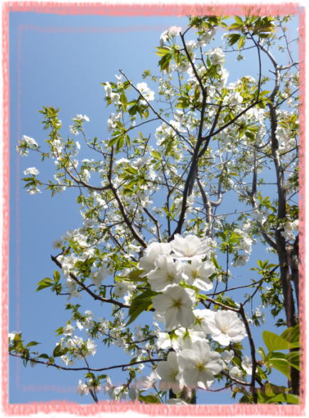 0328桜1.jpg