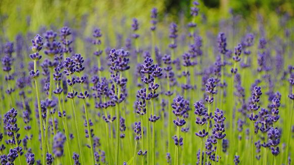 lavender.jpg
