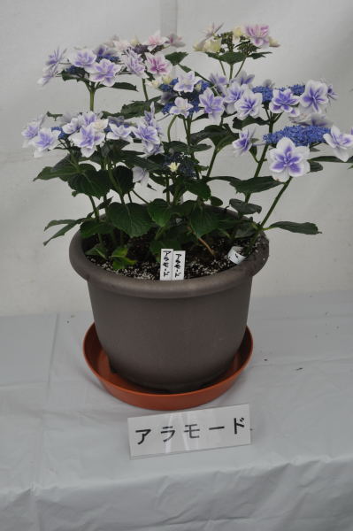 紫陽花