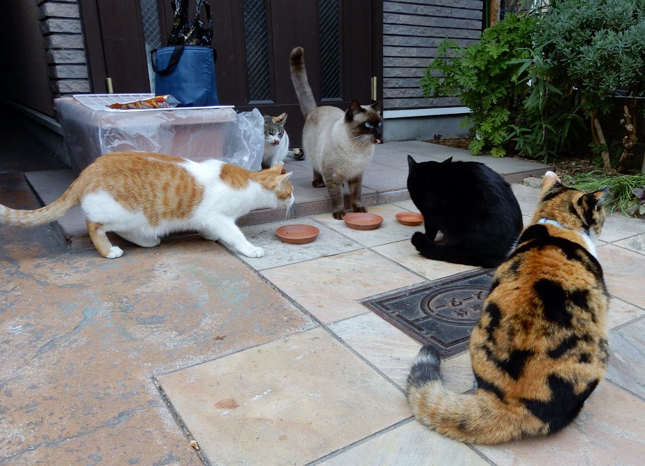 迫り来る猫たち の巻 人さまのネコ 楽天ブログ