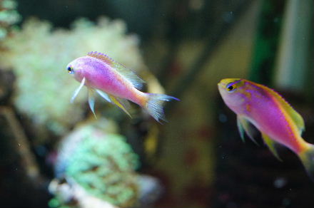 2015_041830cm､ﾍﾞﾝﾄﾗ0016.JPG