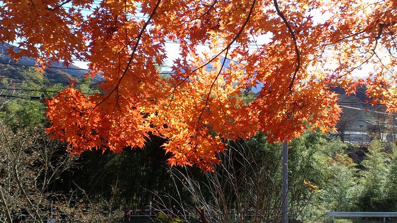 紅葉。