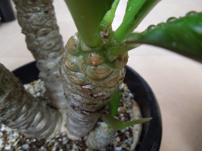 ベネニフィカ7-13