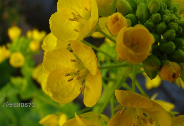 IMG_0421 - コピー (3) - コピー.JPG