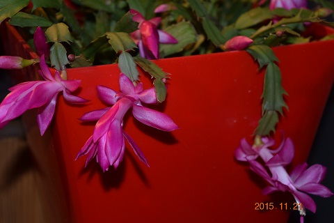 DSC_0360.JPG