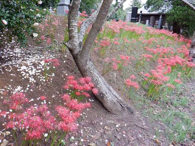 10 11 スパイク散歩 ２ 行方市 西蓮寺 の彼岸花 ばくんと愛犬スパイク 楽天ブログ