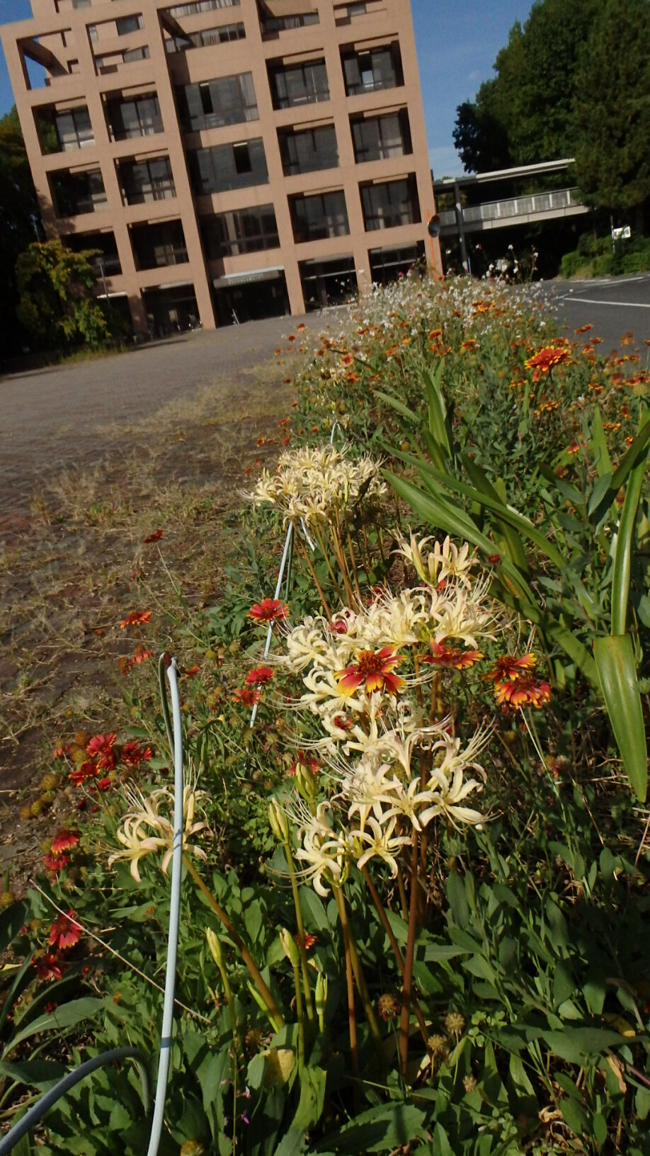 140918白花曼珠沙華１.jpg