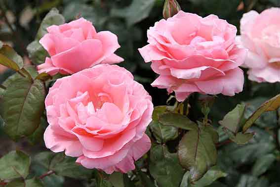 藍住バラまつり-05♪