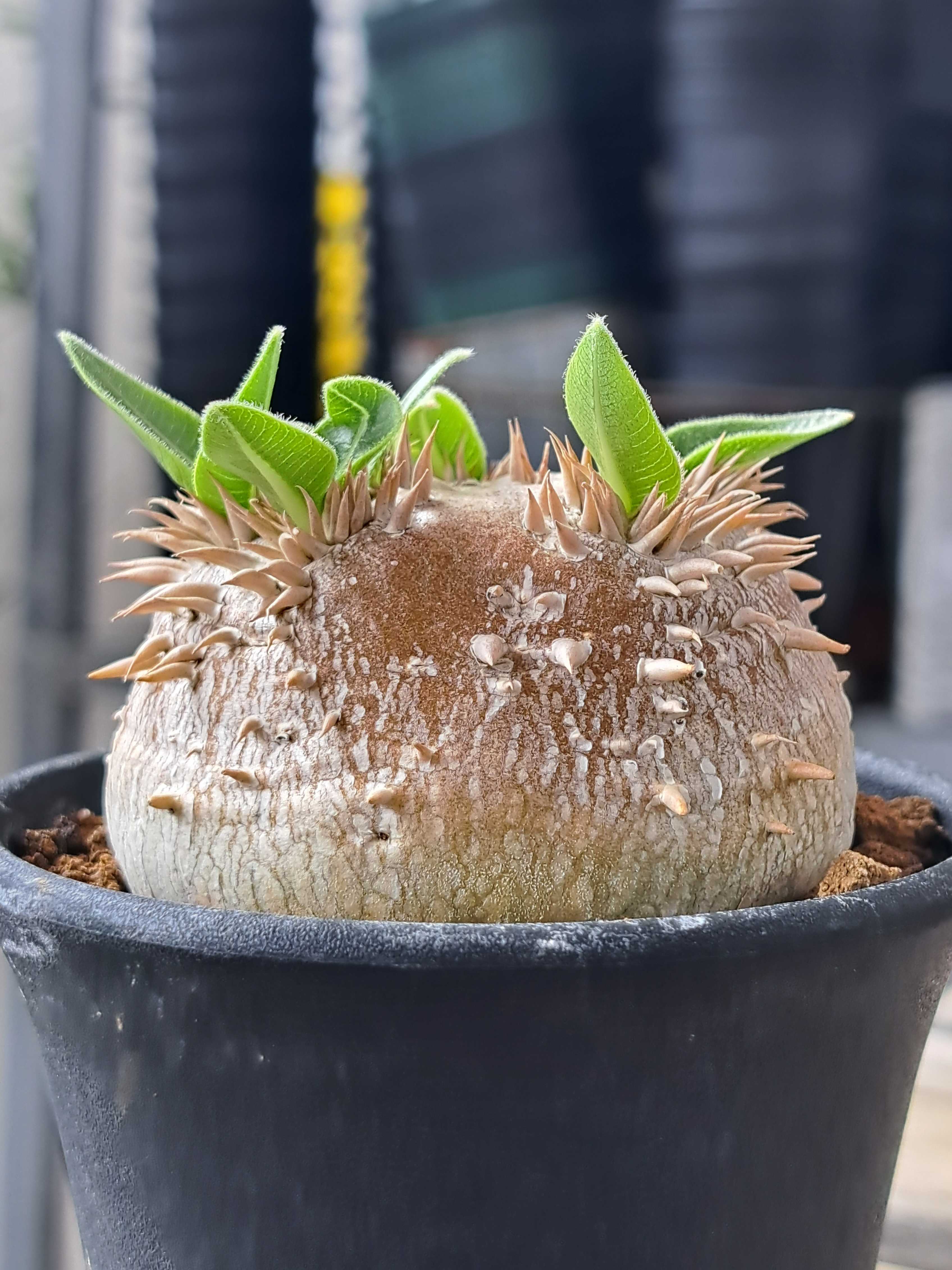 恵比寿笑いの塊茎はデカくなっているのか？ | デルオの多肉日記 - 楽天