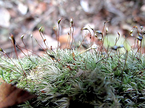 苔の種子