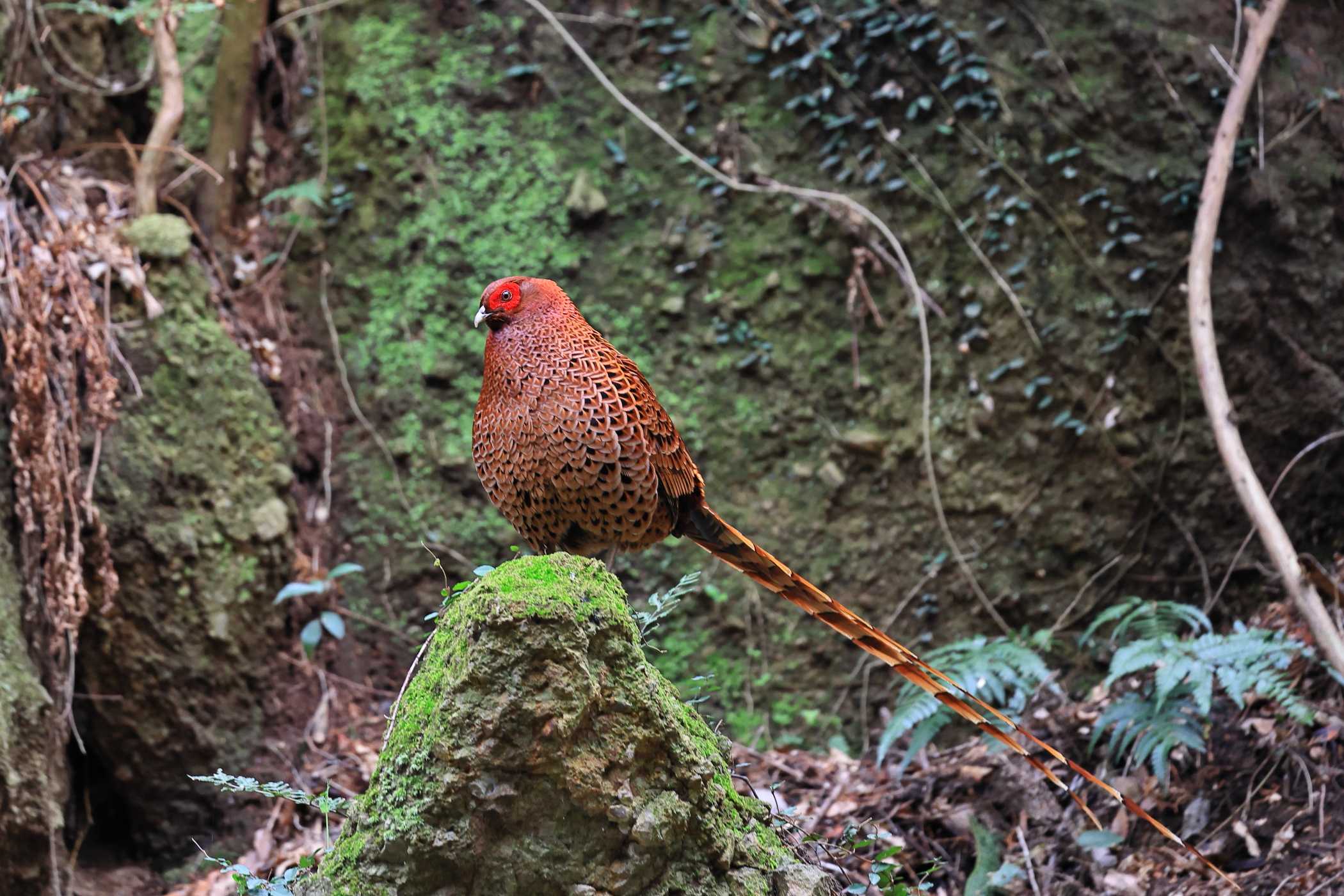 ヤマドリ <今シーズン初撮り>Ⅰ | 野鳥ブログ イノセントBIRDER - 楽天ブログ