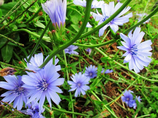 IMG_1061レタスの花ブログ.jpg