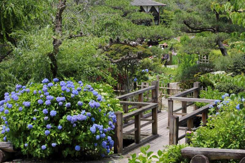 滝谷菖蒲園_005.jpg