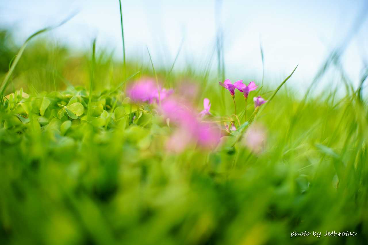 minolta MC ROKKOR-PG 50mm f1.4 作例あり MINOLTA MC ROKKOR-PG 50mm f1.4 レビュー作例 描写ライカ彷彿